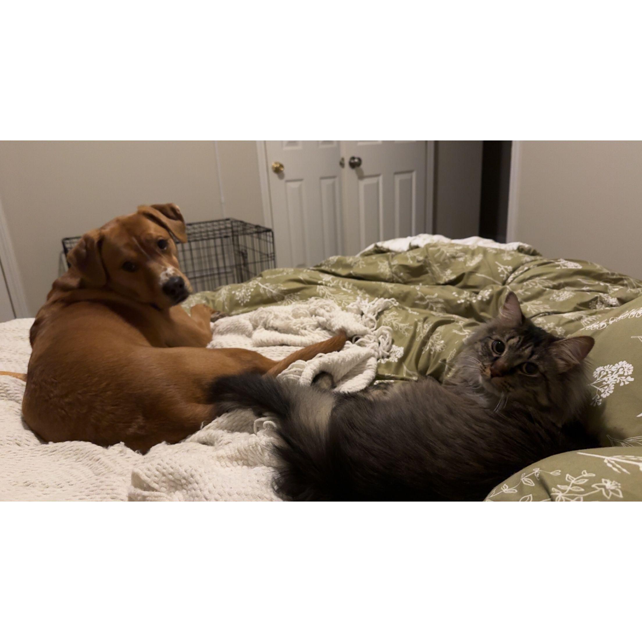 The Two Brothers