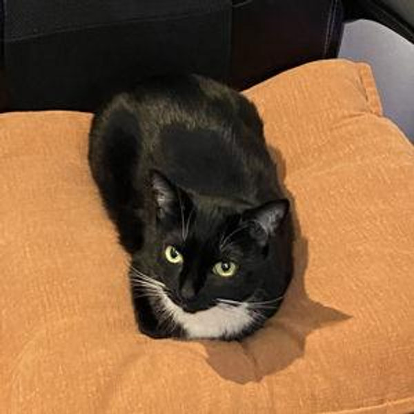 Pet Sitting