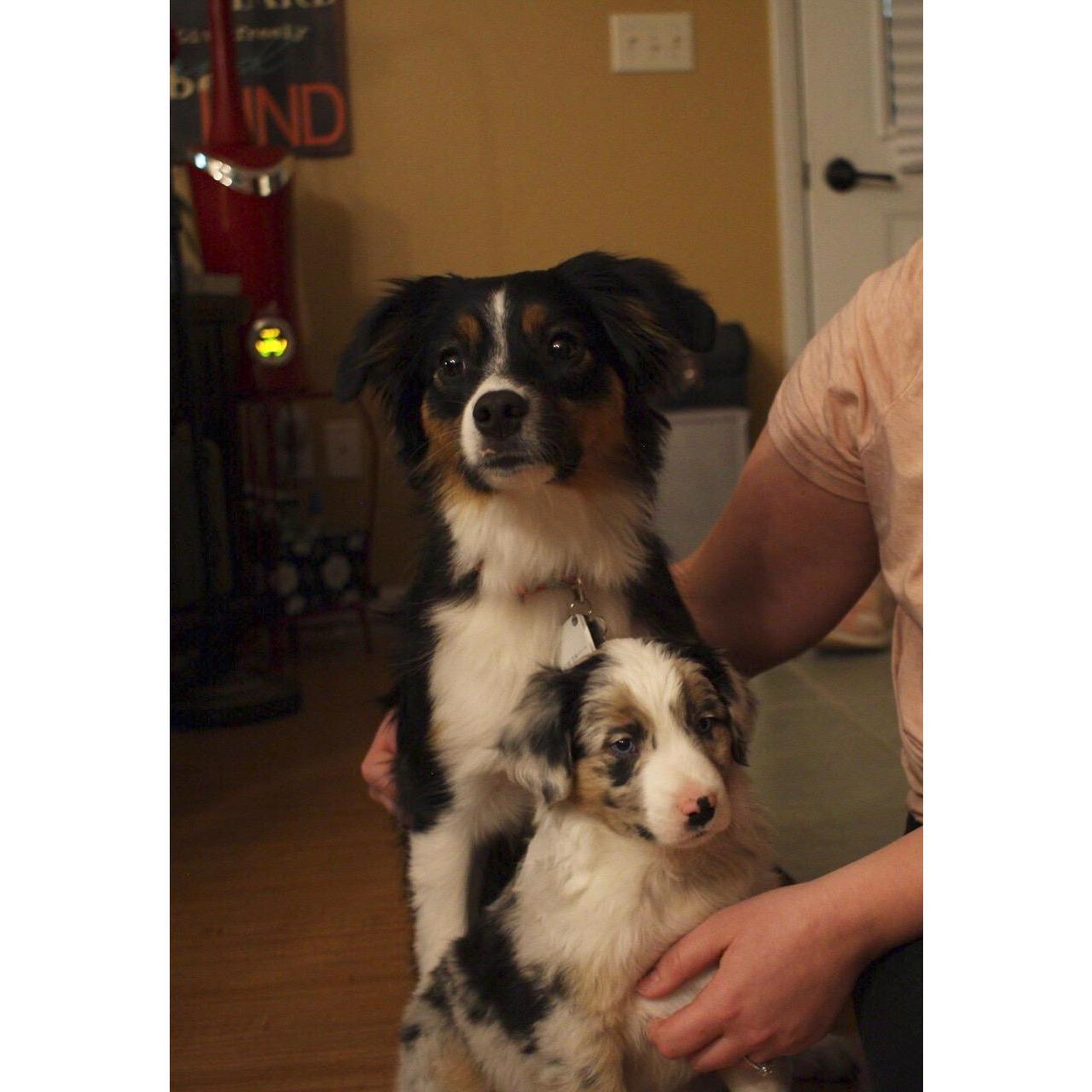 Harper and Cooper's first night together January 2018 Cody, WY
