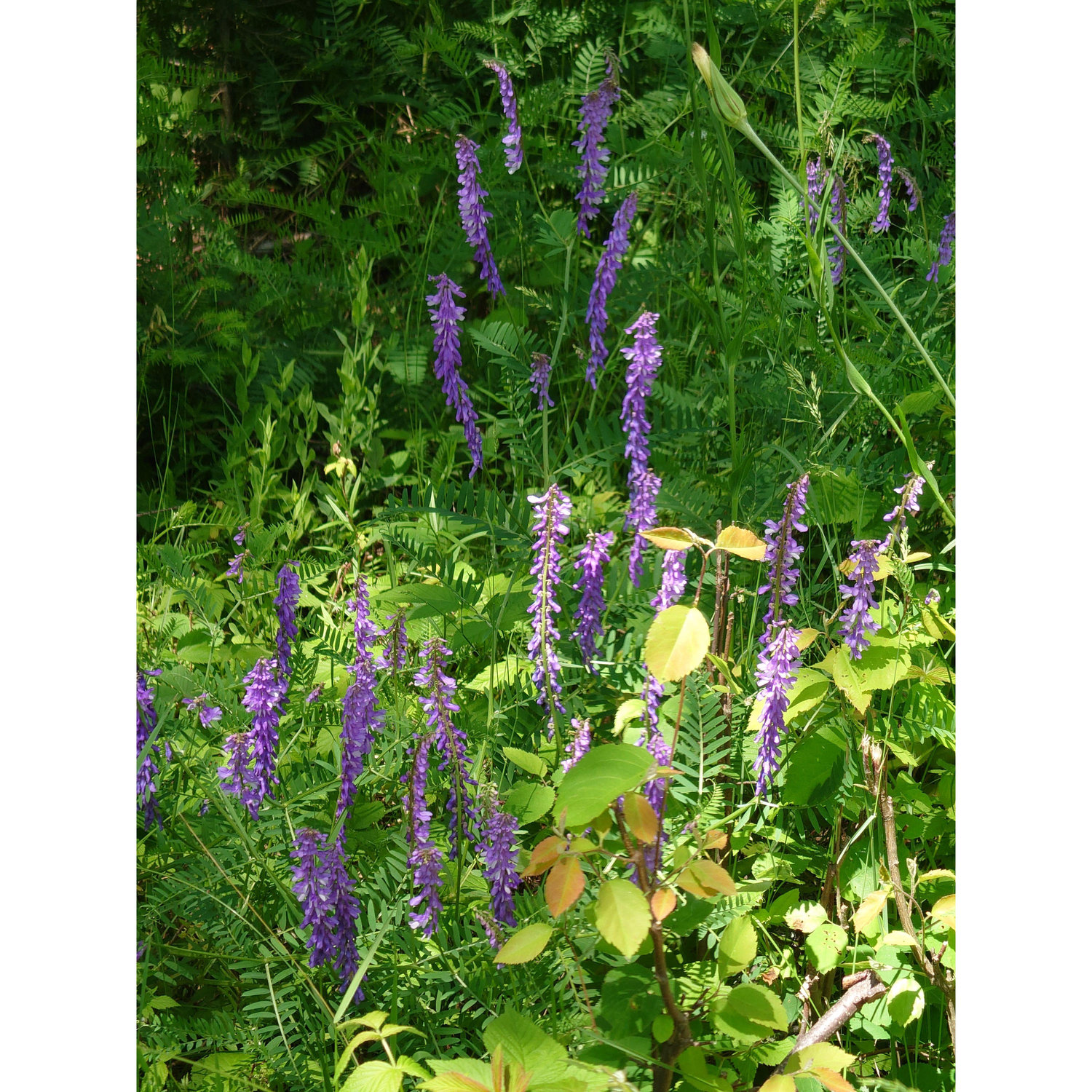 Lupine