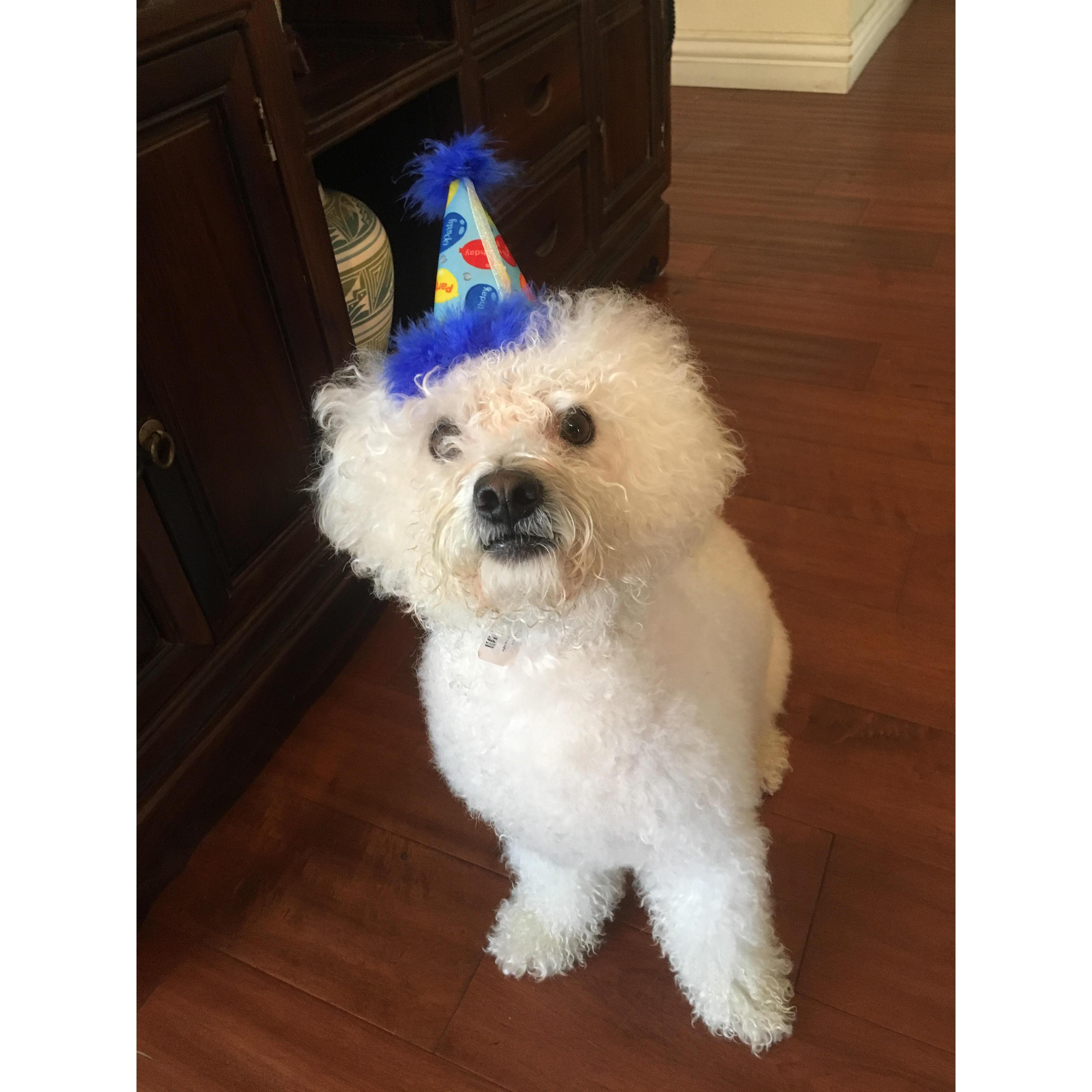 Just a really cute photo of our dog Albert!