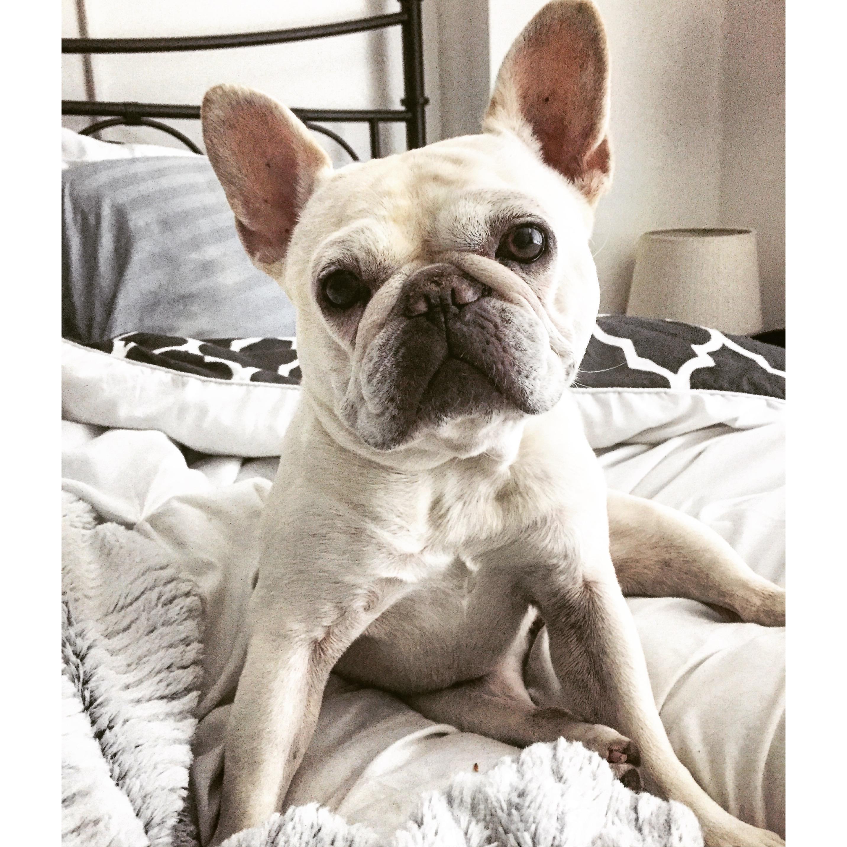 Our sweet fur baby, Tinka.