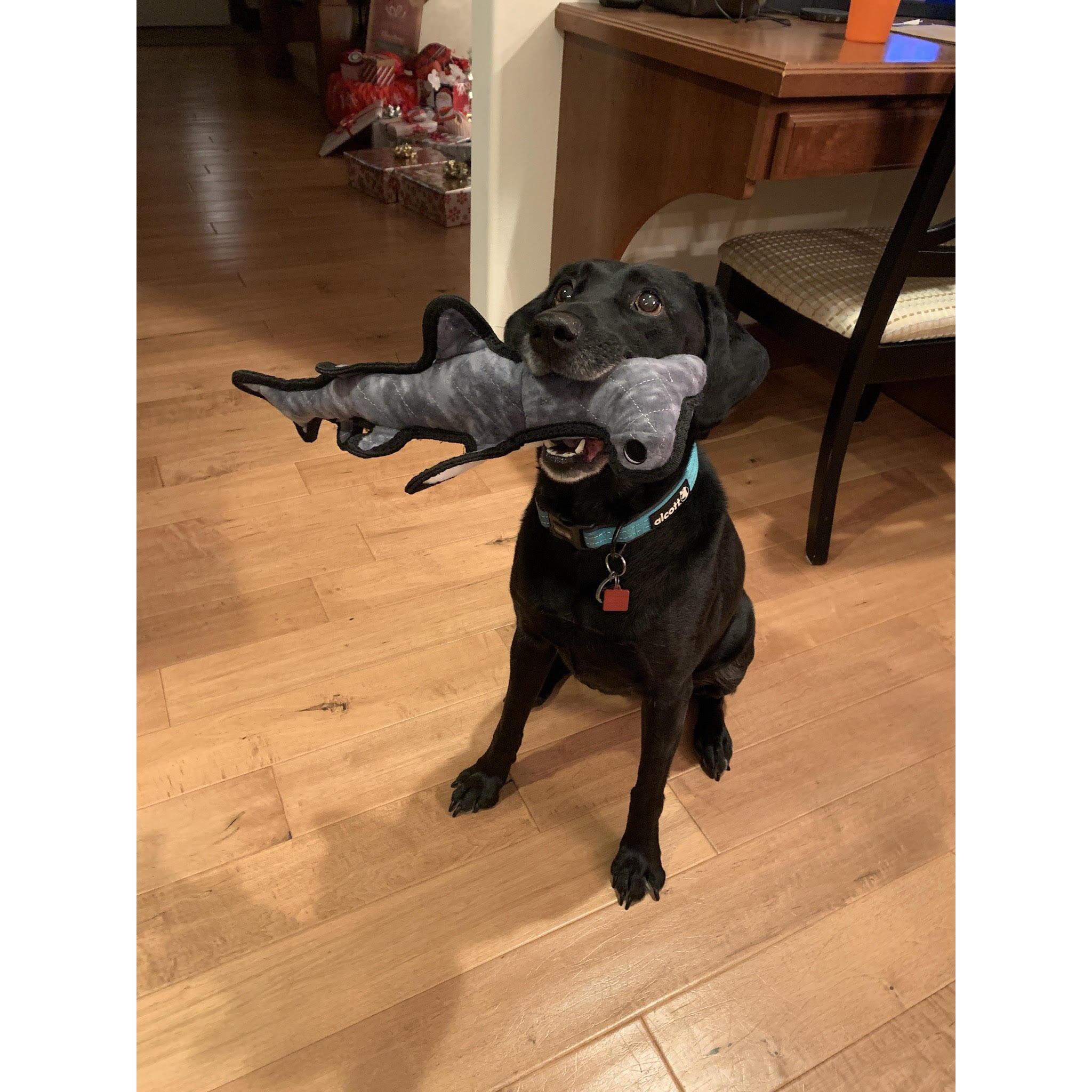 Hollie Girl with her Christmas Shark