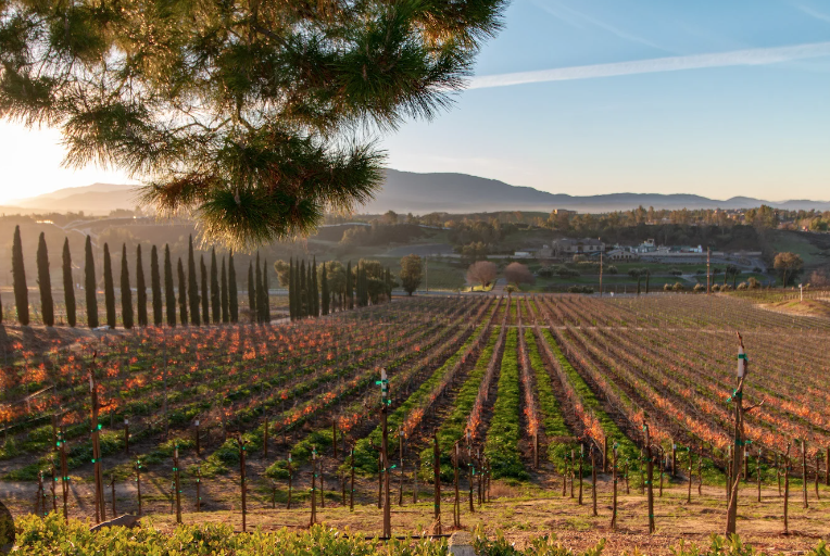 The Wedding Website of Arianna Lew and David Hanson