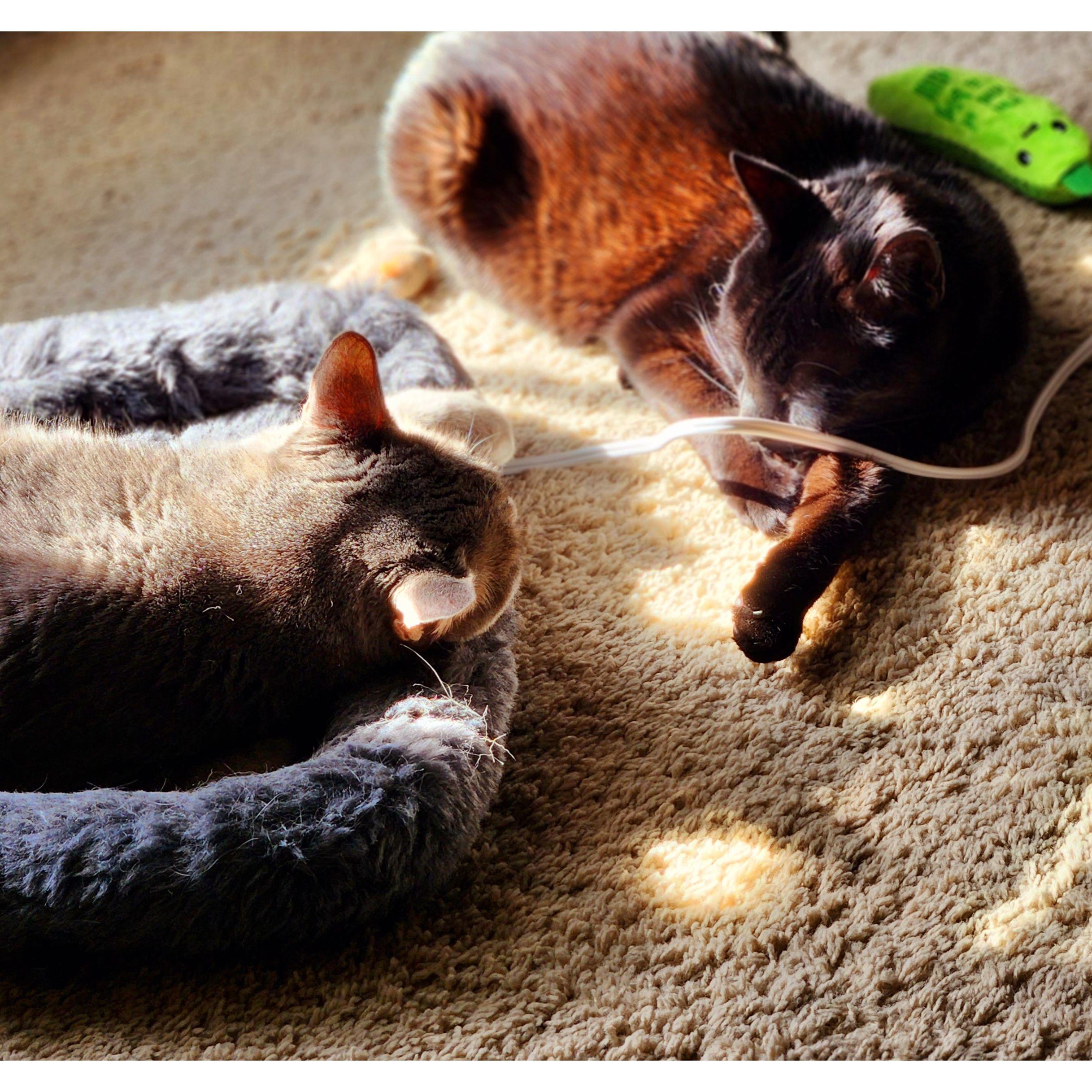 The fur-children.