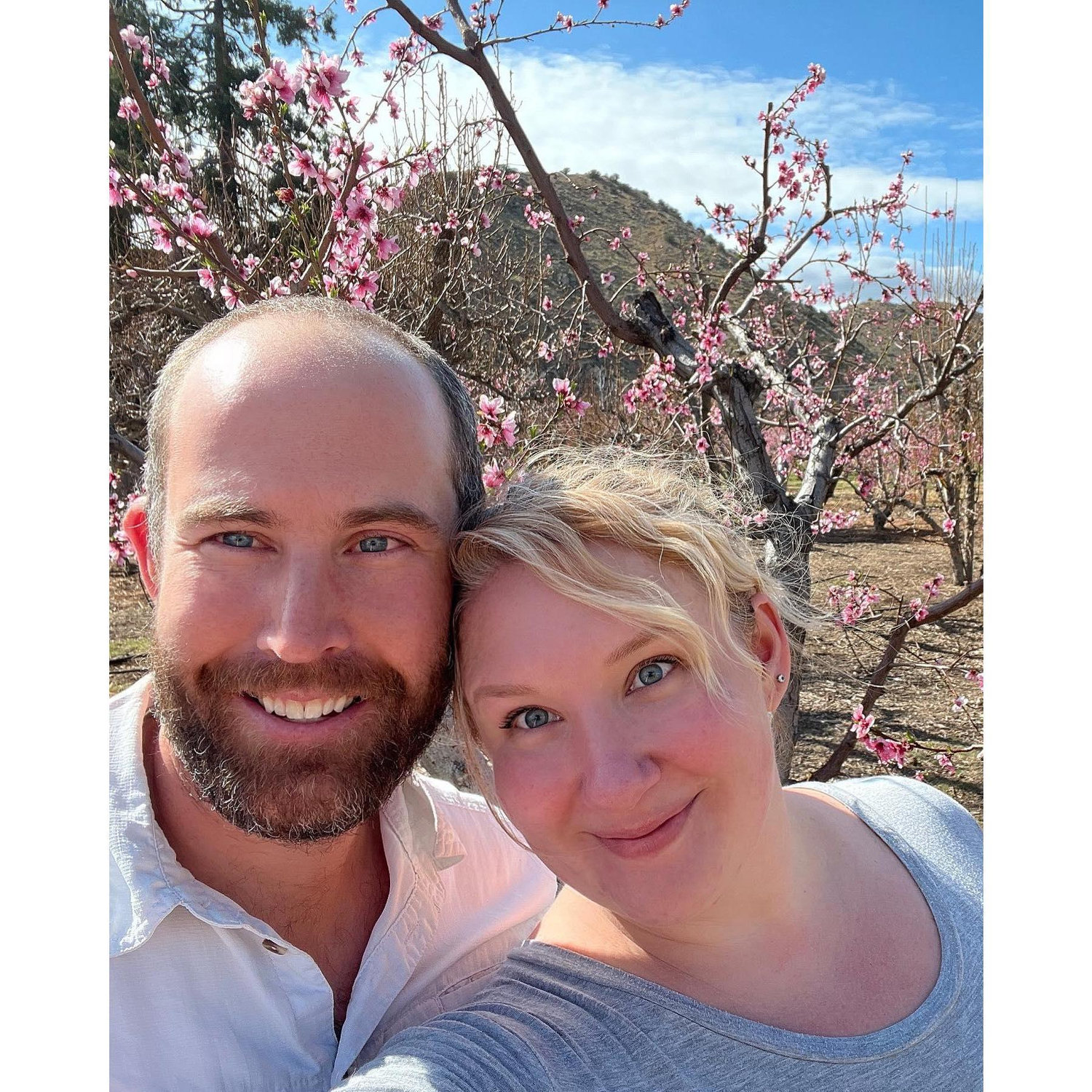 Cherry blossoms in Acton