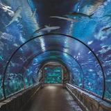 Shark Reef Aquarium at Mandalay Bay