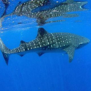 Snorkeling with Whale Sharks from Riviera Maya for 2