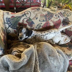 Reupholstering/Replacing the Loveseat