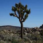 Explore | Sand to Snow: Black Lava Butte and Flat Top Mesa