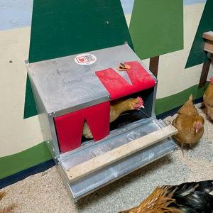 Chicken nest box