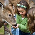 Wisconsin Deer Park
