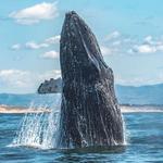 Monterey Bay Whale Watch