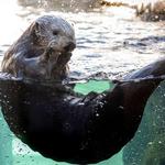 Monterey Bay Aquarium