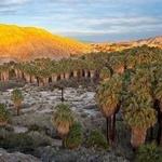 Coachella Valley Preserve - Thousand Palms Oasis Preserve
