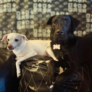 [GIVE WHAT YOU CAN! 🥰] Pet Fund