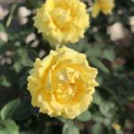 International Rose Test Garden