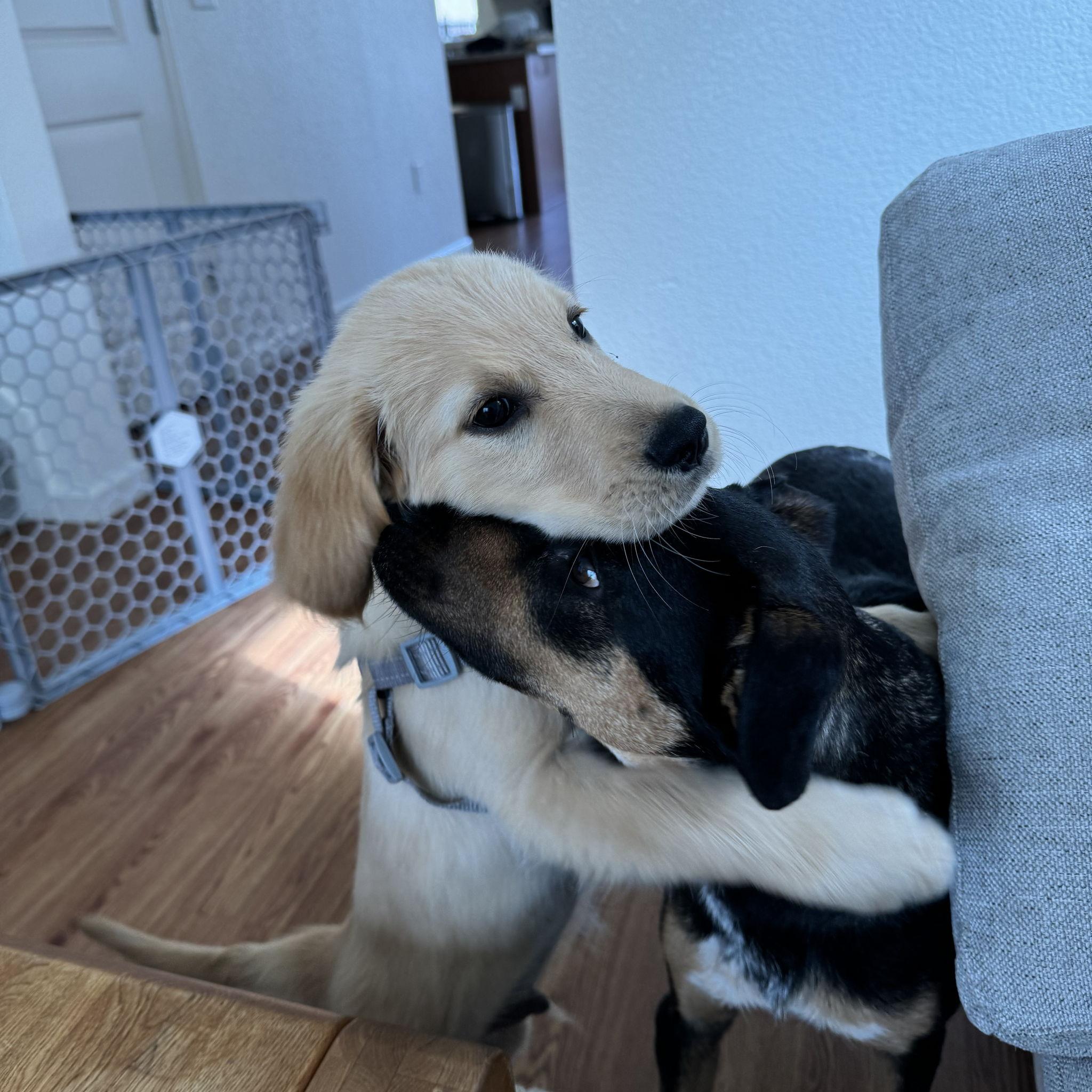 When we brought home a friend for Ellie!