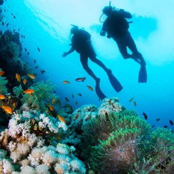 Scuba Certification and Diving on our Honeymoon