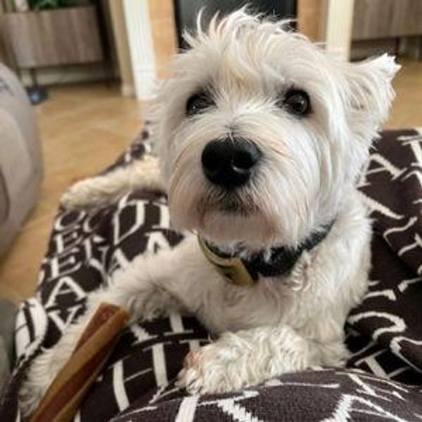 Skye's Treat Fund