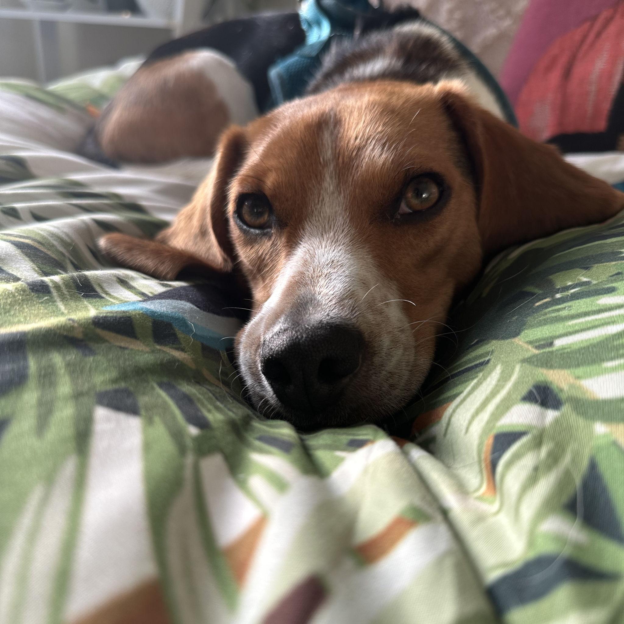 Mr. Miles, Carmen and Michael's beloved mischievous beagle