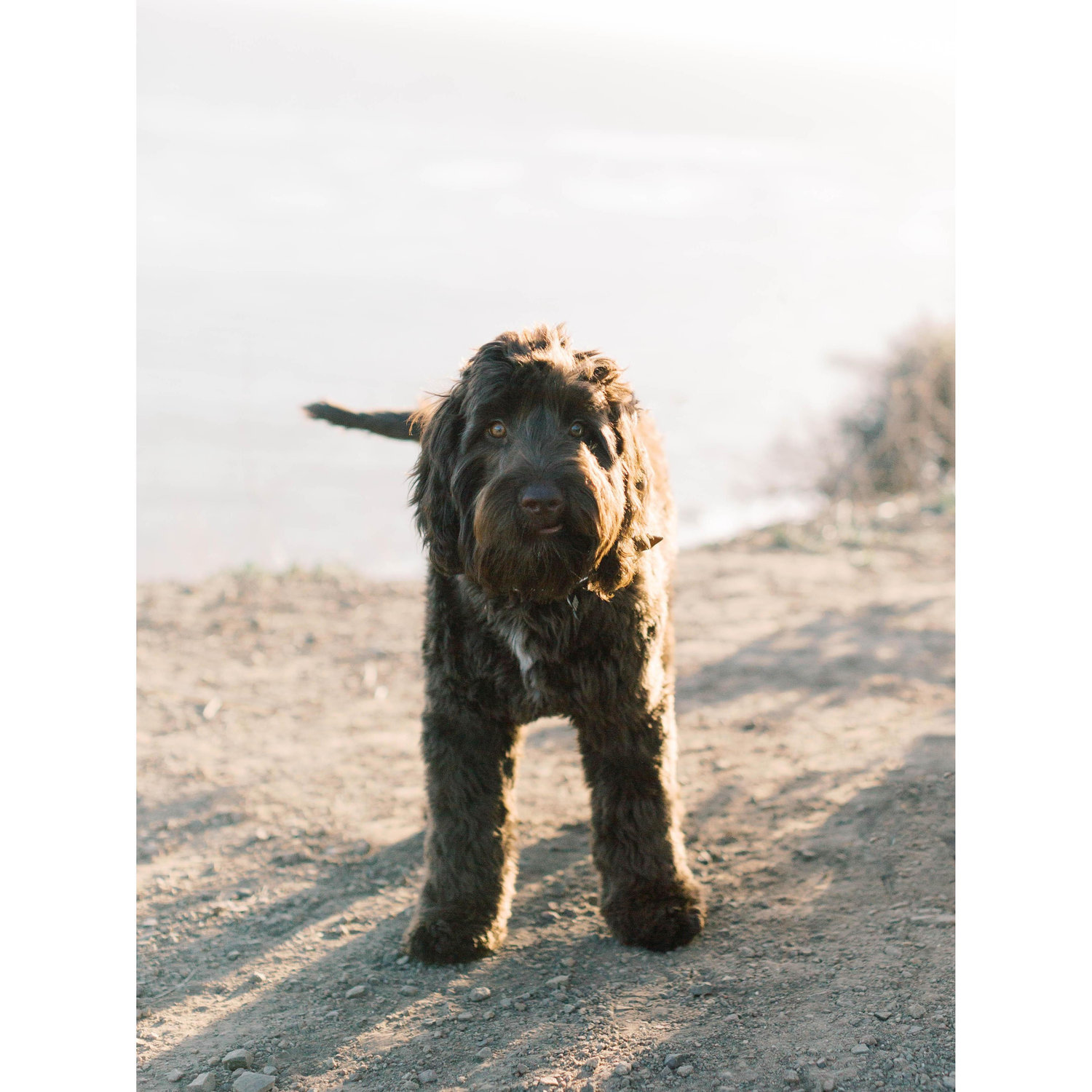 Kobe Bear