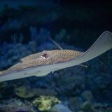 National Aquarium