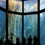 Monterey Bay Aquarium