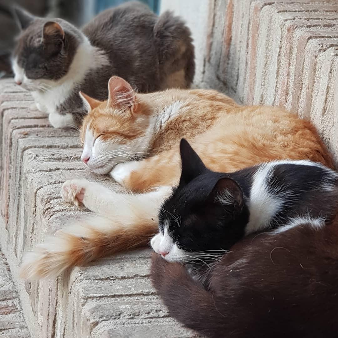 many cats