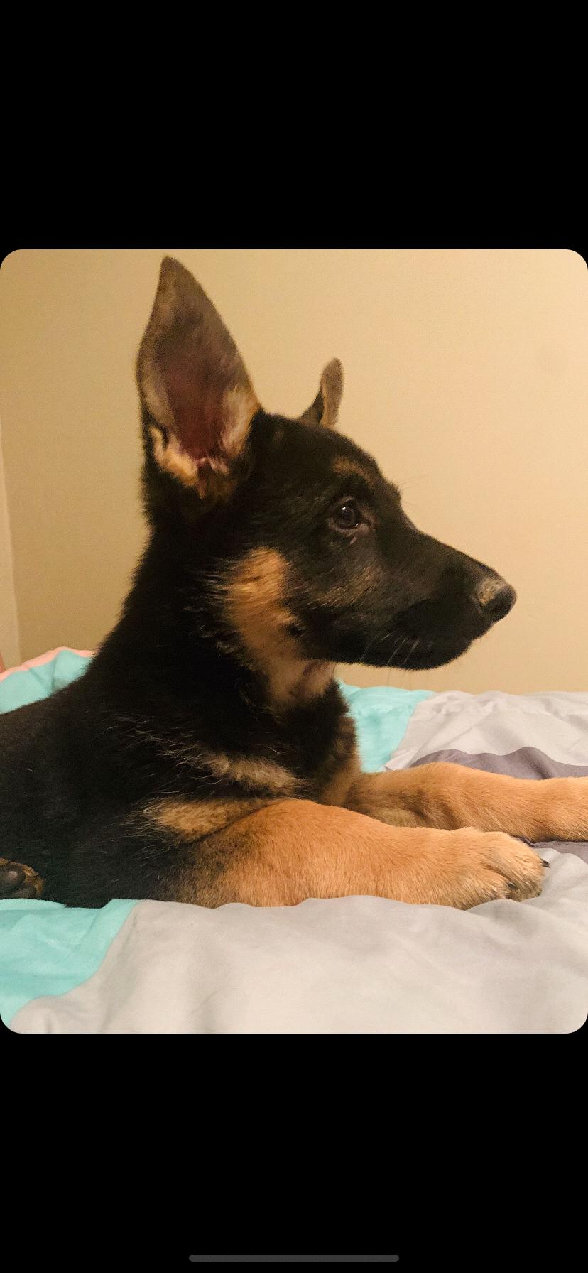 Ellie