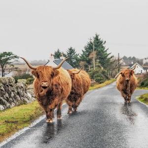 Scotland Honeymoon Adventures