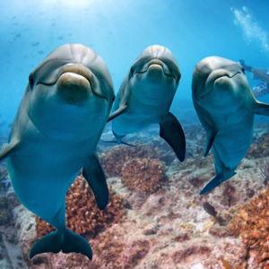 Honeymoon Adventure - Dolphin Experience