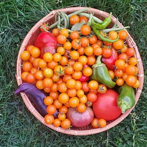 Our Garden