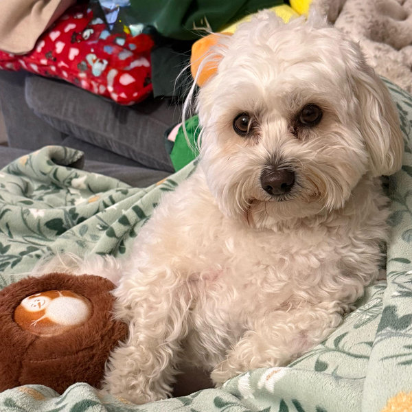 Teddy's Treats