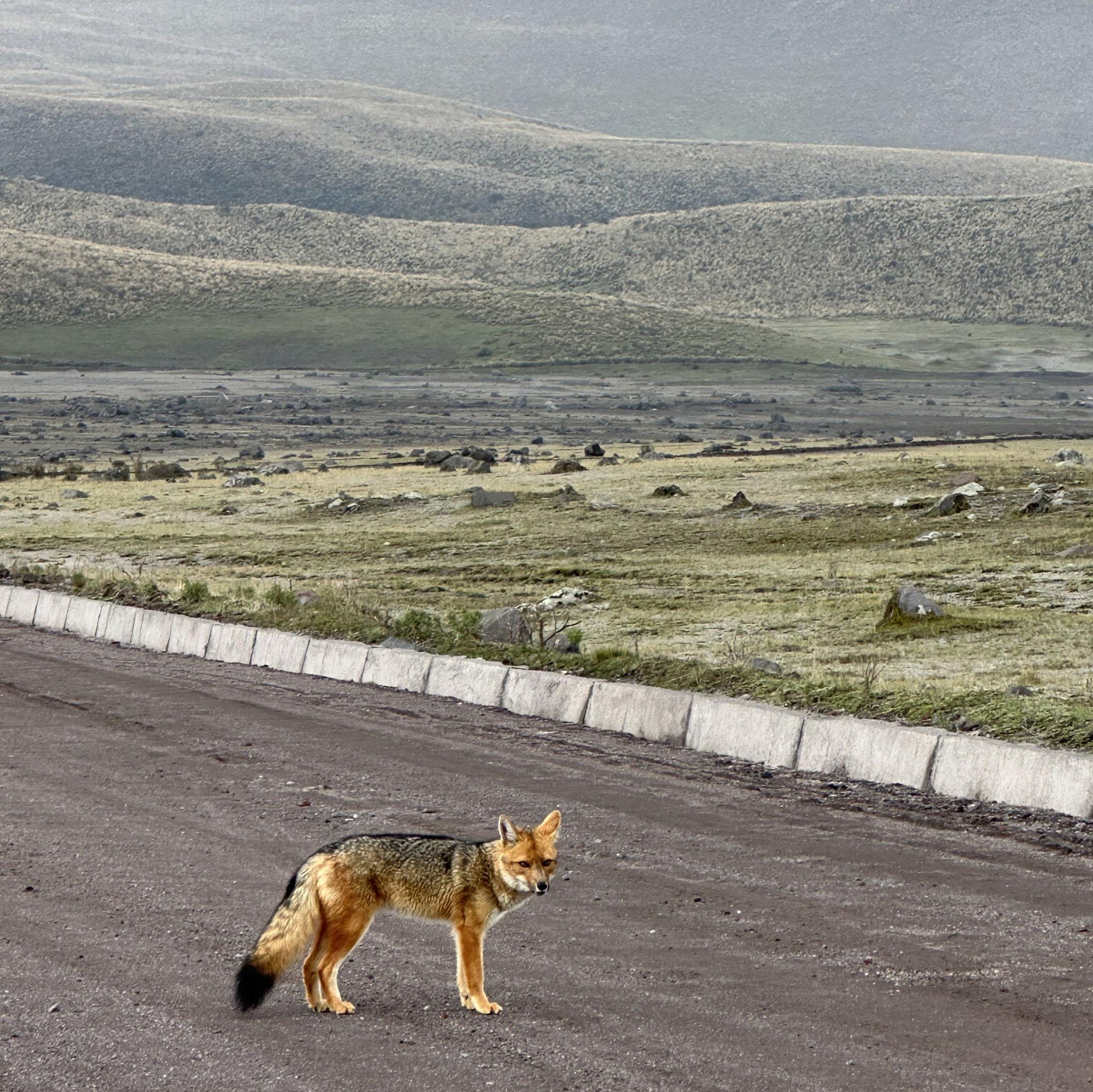 Cotopaxi - Wild fox taking a relaxed walk as we were driving.