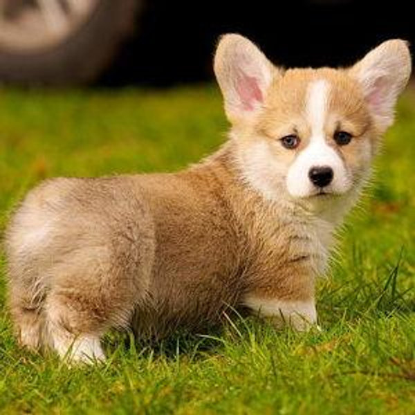 Our New Puppy