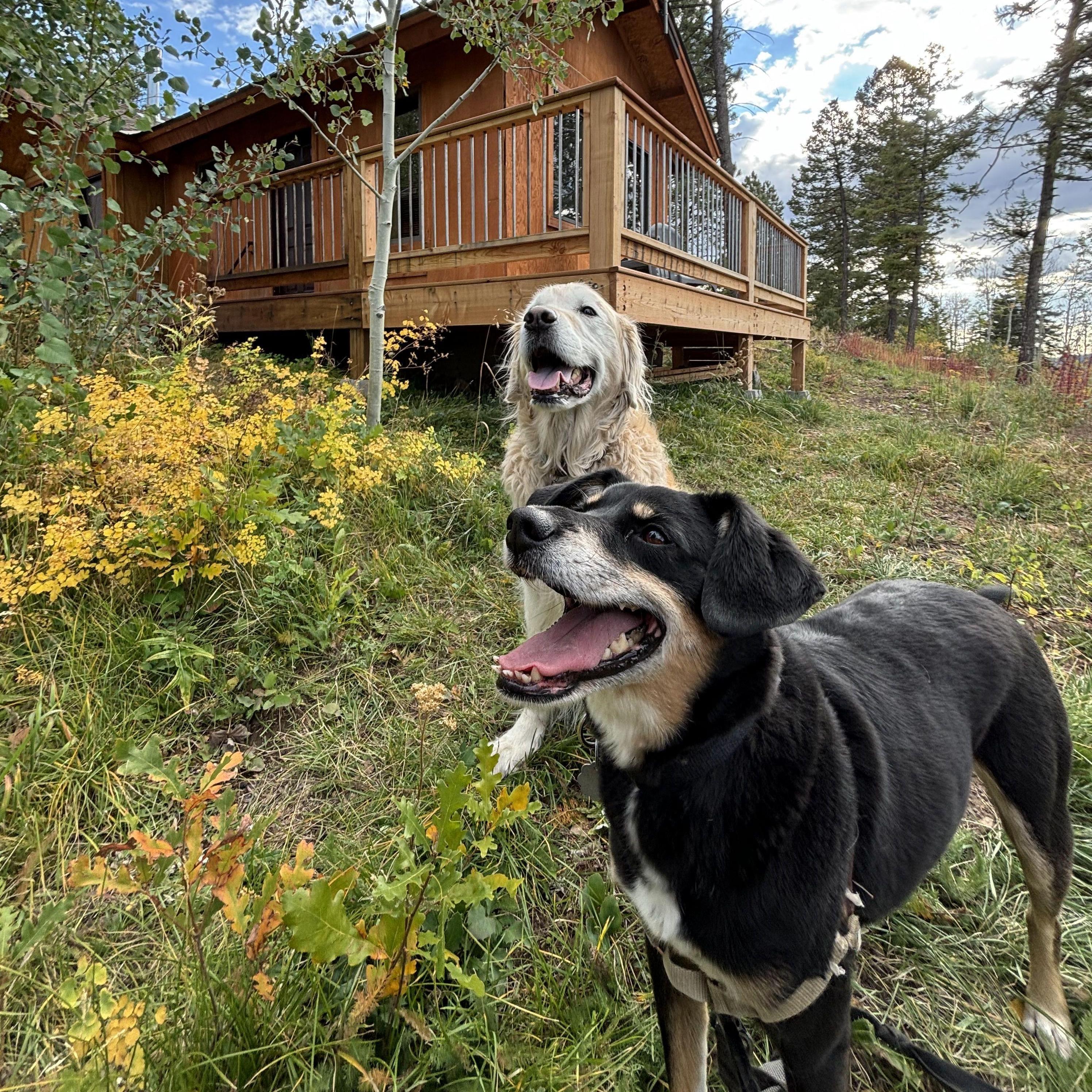 Cotton & Memphis the night before we got engaged; Telluride, CO | September 2024