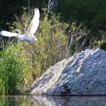 Norman Bird Sanctuary