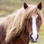 Horseback Riding