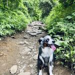 Craggy Gardens Hike