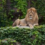 Lincoln Park Zoo