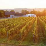 Hermann J. Wiemer Vineyard