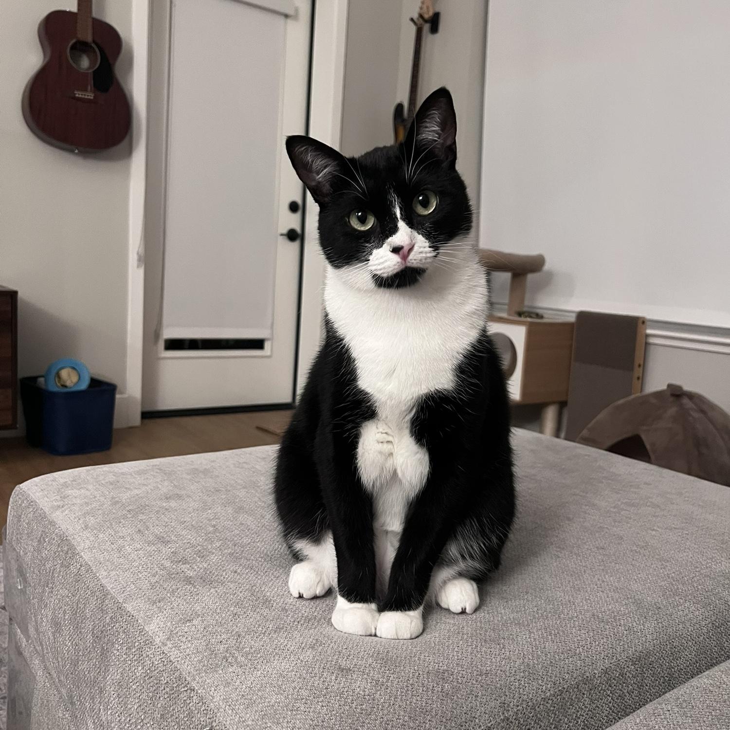 Since we adopted Felix, he’s grown to be a big boy who loves to play fetch and eat churus 😋
