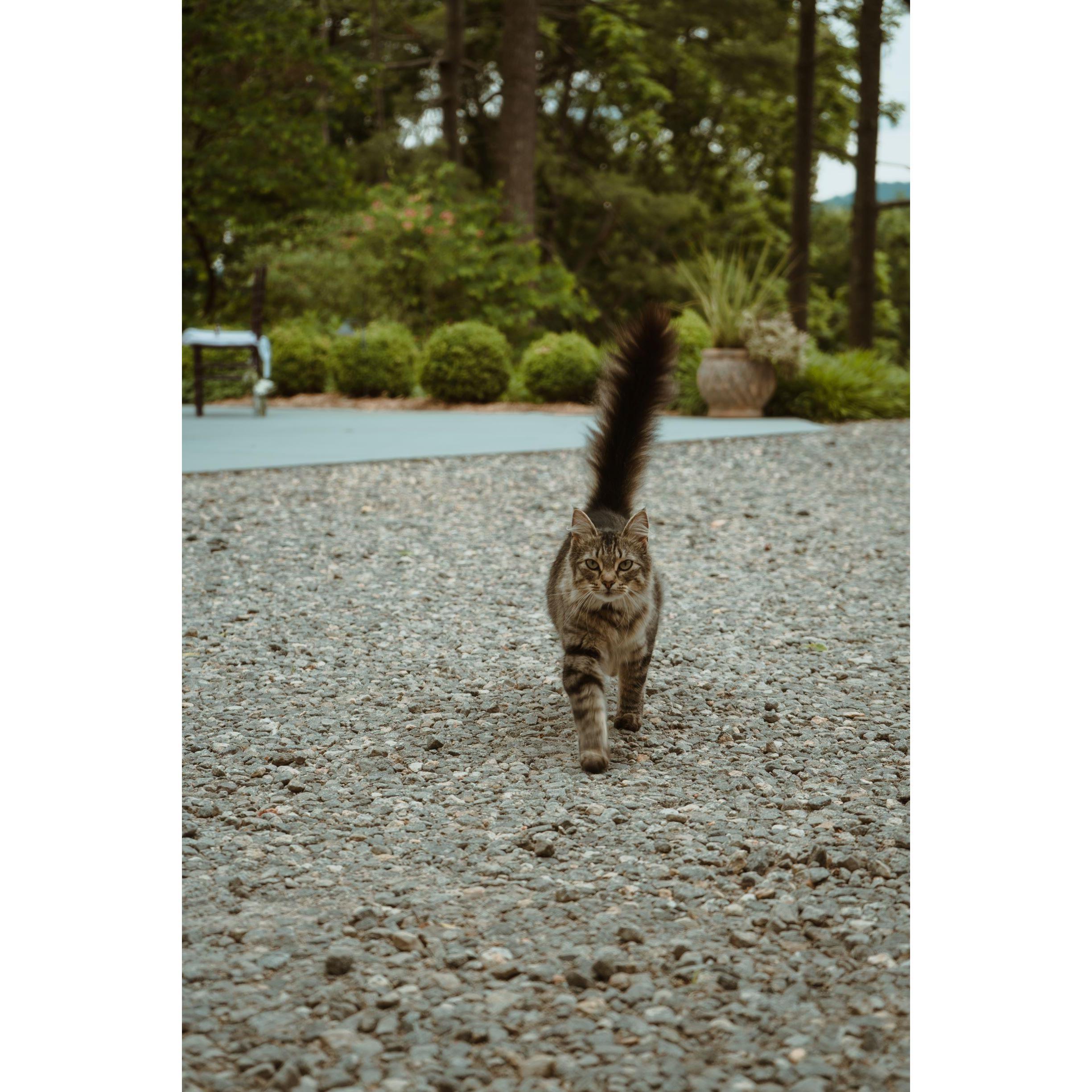 This kitty was definitely on the invite list!