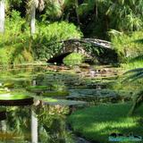 McKee Botanical Garden
