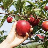 Catoctin Mountain Orchard
