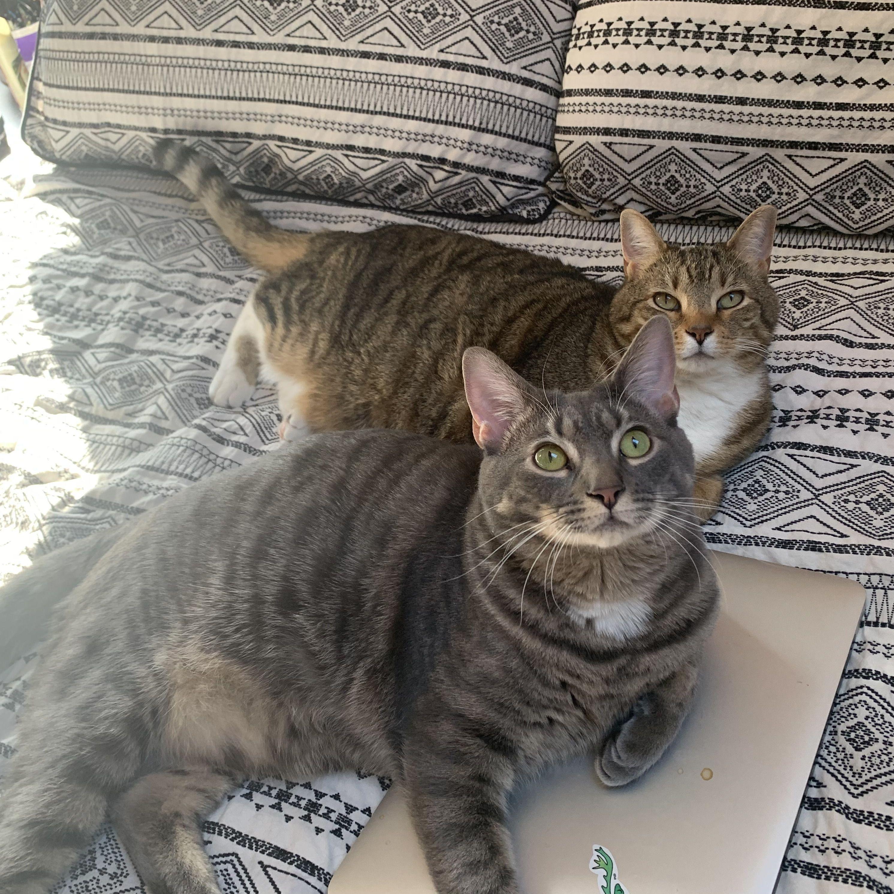 Our precious sons Tigre (back) and Chicken (front).