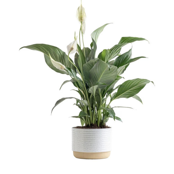 Costa Farms Peace Lily Live Plant in Decorative Pot, Air Purifying Flowering Indoor Houseplant, Perfect for Home, Room, or Office Decor, Great House Warming or Birthday Gift, 14-24 Inches Tall
