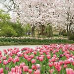 The Dallas Arboretum and Botanical Garden