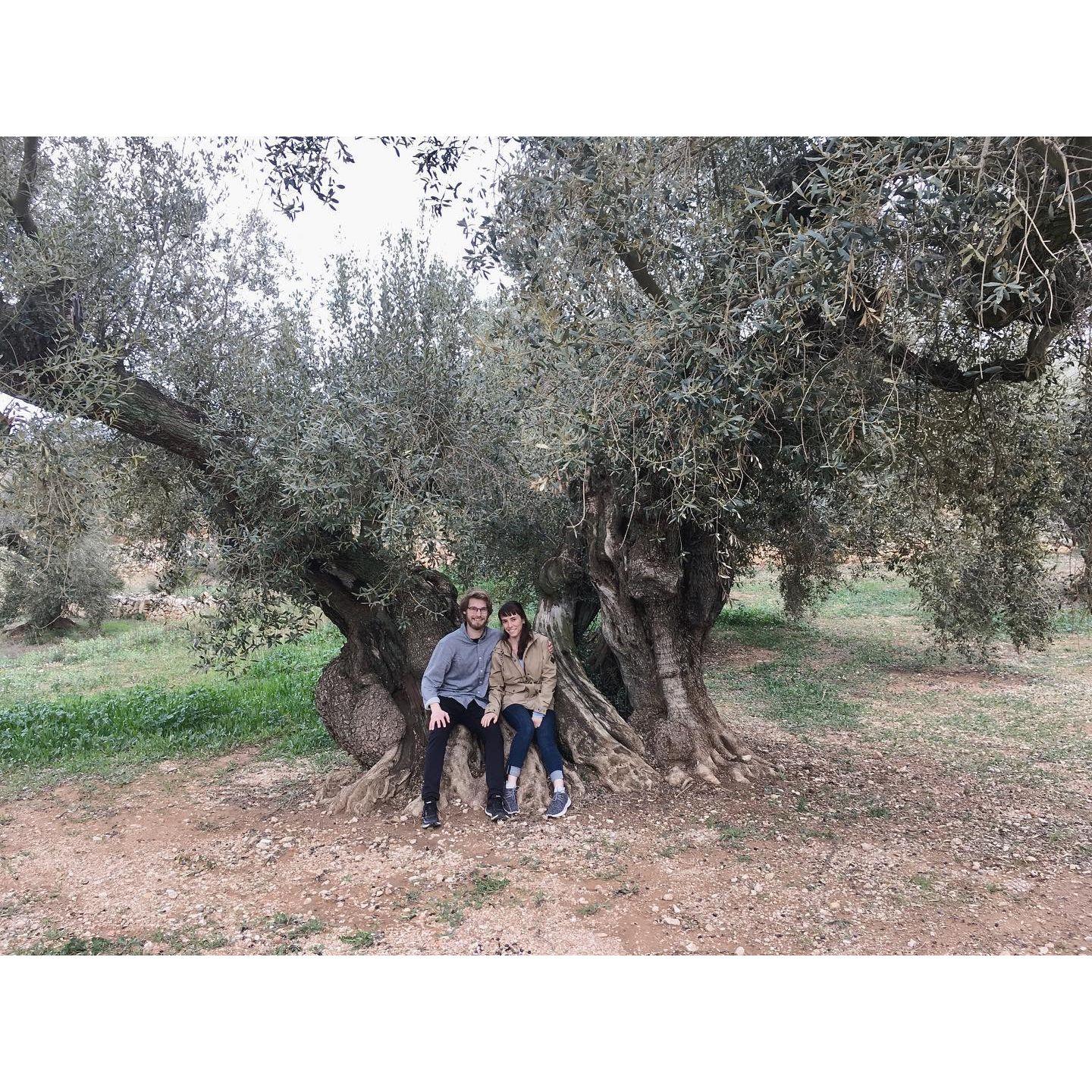 During our time abroad we visited Ulldecona - home of the oldest olive trees in Spain. Our guide told us how couples used to come to this tree when they wanted to get married - and here we are, 4 years later!